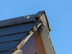 FZ003673 House Sparrow (Passer domesticus) underneath slate roof tiles.jpg